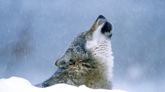Animals wolf snow nature winter Mammals