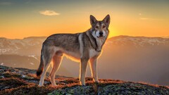 Animals wolf sunset Mammals sunlight Mountains nature