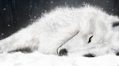Animals wolfs rain Wolves