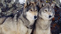 Animals Wolves