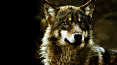 Animals Wolves