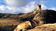 Animals Wolves