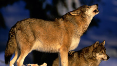 Animals Wolves