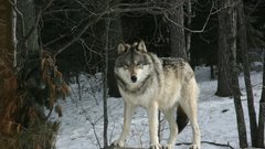Animals Wolves