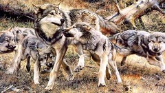 Animals Wolves