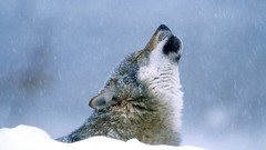 Animals Wolves