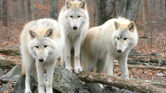 Animals Wolves
