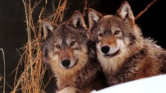 Animals Wolves