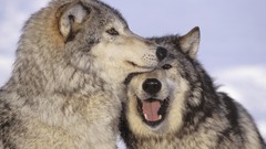 Animals Wolves