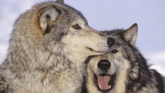 Animals Wolves