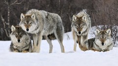 Animals Wolves
