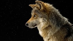 Animals Wolves