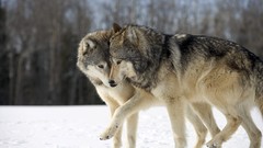 Animals Wolves