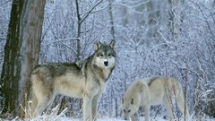 Animals Wolves