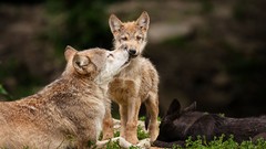 Animals Wolves affection baby animals