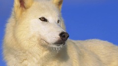 Animals Wolves Arctic