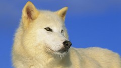 Animals Wolves Arctic idaho