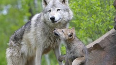 Animals Wolves baby animals