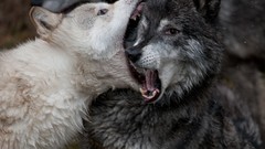 Animals Wolves Fighting national geographic open mouth