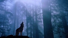 Animals Wolves forests
