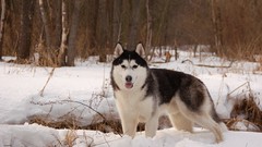 Animals Wolves husky