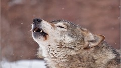 Animals Wolves lifestyle