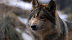 Animals Wolves Mammals