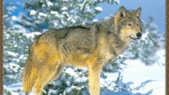 Animals Wolves snow