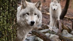 Animals Wolves wild animals