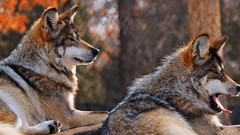 Animals Wolves wild animals