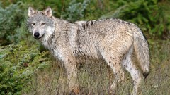 Animals Wolves wild animals