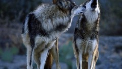 Animals Wolves wild animals