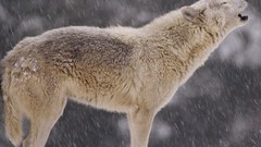 Animals Wolves wild animals