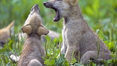 Animals Wolves wild animals baby animals