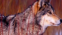 Animals Wolves wild animals Gray Wolf