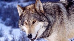 Animals Wolves wild animals Gray Wolf grey wolf