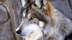 Animals Wolves wild animals Mexican Wolf