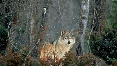Animals Wolves wildlife