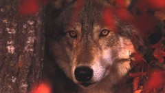 Animals Wolves wildlife