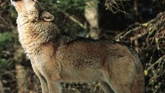 Animals Wolves wildlife howling wolf