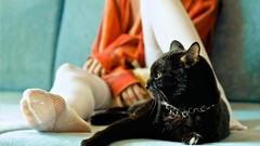 Animals woman cats Headless Black Cat legs stockings pets 