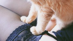 Animals woman cats lace legs lingerie pets garters body parts