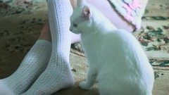 Animals woman cats legs pets white cat knee socks High socks 