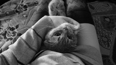 Animals woman cats monochrome stockings