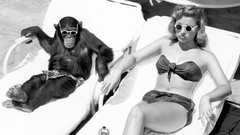 Animals woman chimpanzee monkeys