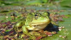 Animals woman Frogs amphibians