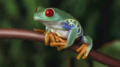 Animals woman Frogs amphibians Red-Eyed Tree Frog central 