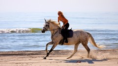 Animals woman Horses Beaches