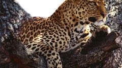 Animals Wood Leopards african