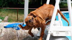 Animals WTF Dogs swimming